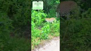 Biggest male leopard at wilpattu safari sri lanka wildlife leopard bigcat animals nature short [upl. by Tnert]