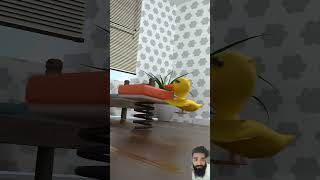 duck papaduck birds duckduck funny parrot stopmotion memes babyduck kambing [upl. by Letta]