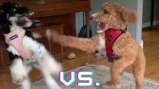 Standard Poodle vs Goldendoodle [upl. by Orpha]