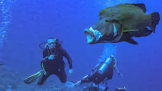 Humphead Wrasse Napoleon Fish  Elphinstone  18042023 [upl. by Vorster]