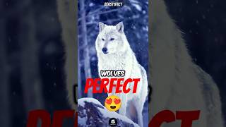 Thats why i LIKE wild WOLF 🐺 shorts youtubeshorts facts amazingfacts [upl. by Durrell]