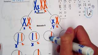 XYY Nondisjunction Diagram [upl. by Crespi215]