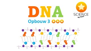 DNA 3  waterstofbruggen Hbruggen 5 en 3  antiparallele structuur en volledige DNA opbouw [upl. by Metzger]