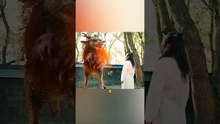 EP1 The mans pet is a mythical beast the Qilin film movie cdrama fyp [upl. by Imogen859]