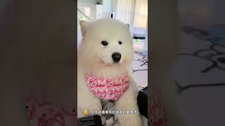 🐶：我要洗洗耳朵了 萌宠 哈士奇 音乐密码键盘音乐密码自动挡钢琴 [upl. by Kram392]