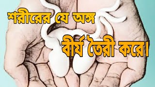 শরীরের কোন অঙ্গ থেকে বীর্য উৎপন্ন হয়  From which part of the body does semen originate [upl. by Bodkin729]