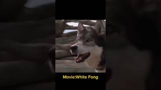 Dog love tamilvoiceover shorts shortvideo ytshorts shortsfeed trendingshorts doglover dogs [upl. by May329]