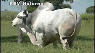 Touro Nelore Rem Noturno Semex [upl. by Drahsar]