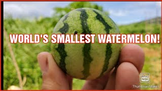 Worlds smallest watermelon Cebuanos Journey [upl. by Niwri185]