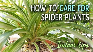 How To Care For Spider Plants Indoors [upl. by Trutko]