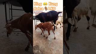 👑 King Kong Bakra 🐐  Self feeding Heavyweight Bakra In Lucknow  trending shorts youtubeshorts [upl. by Ellenig616]