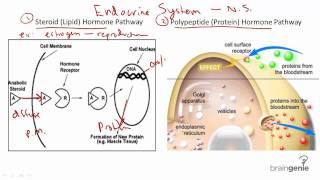 821 Hormones  Steroid v Protein [upl. by Libenson]