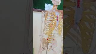 ⭐ Osteology of ClavicleUpper limbLocomotor module Explained on Clavicle Model amp Skeleton🦴 [upl. by Oribella]