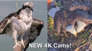 New 4K Eagle amp Osprey Live Cams Captiva Island Cams [upl. by Eliason657]