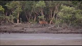 Roaring Royal Bengal Tiger at Sundarban National park in India  Big Size Tiger at Sundarban [upl. by Lynad969]