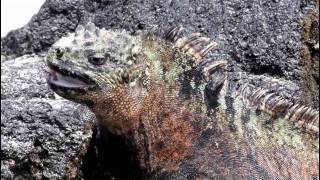 Marine Iguanas Amblyrhynchus cristatus in the Galapagos Islands [upl. by Atokad342]