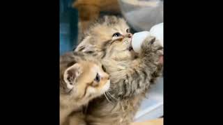 How mischievous are kittens when they drink milk bottles 🐈  iemerpakna kittens milk catmeowin [upl. by Critchfield]