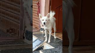 Dog interaction and 🐶 barking sounds 9kviralshorts [upl. by Arodnap]