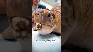 Turtles covered in barnaclesturtle barnacle pain terrorism youtube foryou [upl. by Eelreveb]