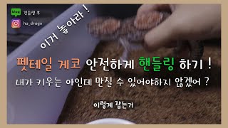 드래곤 일지  펫테일 게코 사육방법 Chapter6 핸들링 하기  레오파드 게코 크레스티드 게코 도마뱀 feat포메라니안 [upl. by Adil]