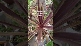 MY CORDYLINE AUTRALIS RED STAR PLANT shortvideo plantsplantslover shortsviral [upl. by Ayekam50]