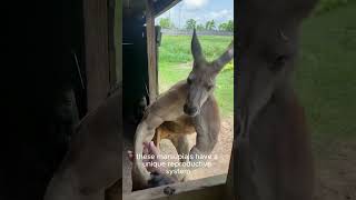 Kangaroo Jumping into the Wild shorts viralvideo subscribe [upl. by Itra]