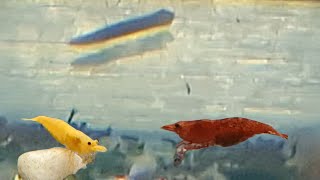 How to Identify and Get Rid of Planaria Worm in a Shrimp Tank  Planaria in the Aquarium [upl. by Atirb]