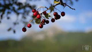 GRAZALEMA 2024 Timelapse RUTA circular SENDERISMO [upl. by Jermaine]