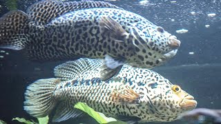 XXL Jaguar Cichlids in Love ❤️  Meeting for the first time  Parachromis Managuensis [upl. by Eaves]