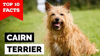 Cairn Terrier  Top 10 Facts [upl. by Ring]