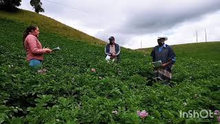 Manejo integrado de plagas y enfermedades en el cultivo de papa [upl. by Neelac]