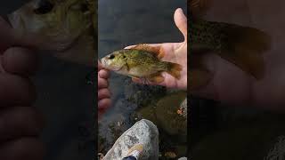 Is it a Warmouth fishingvideo fishing fish [upl. by Asaret640]