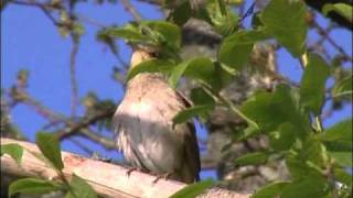 NÄKTERGAL Thrush Nightingale Luscinia luscinia Klipp  101 [upl. by Ly321]