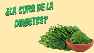 ¿La moringa cura la diabetes mitos y realidades [upl. by Tessi990]