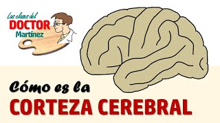 Cómo es la corteza cerebral [upl. by Dhruv420]