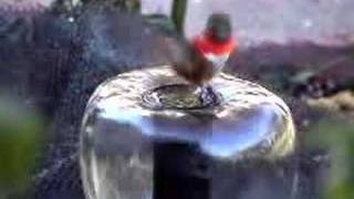 Hummingbird bathing [upl. by Nadiya]