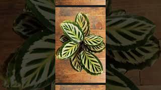 Calathea roseopicta Cora [upl. by Zachery]