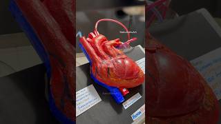 Heart working model 3d modeldiy biology youtubeshorts shorts NakulSahuArt [upl. by Meyer]