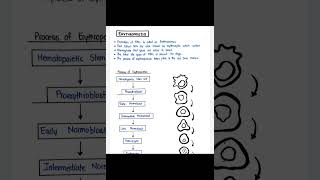 Homatopoiesis Erythropoiesis Human Antonym And PhysiologyHAP B pharm [upl. by Blaire]