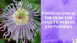 Passionflower The Herb for Anxiety Stress and Insomnia [upl. by Erleena]