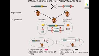 Exploring the role of Free Fatty acid receptor 2 in Adipose Tissue [upl. by Hastie]