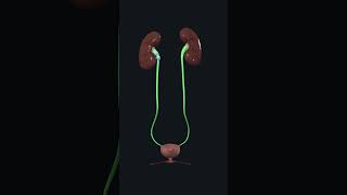 Urinary System Anatomy of Urinary system kidney Ureter urinarybladder urethra [upl. by Ttenyl]