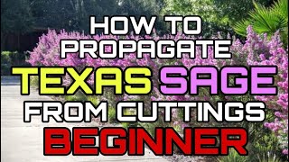 Beginner Guide KUNG PAANO IPROPAGATE ANG TEXAS SAGE [upl. by Adnilem223]