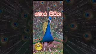 mora piritha udasana  udasanata balagathu pirith  මොර පිරිත උදෑසනට  pirith sri lanka  peacock [upl. by Beyer]