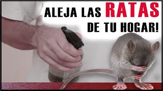 Repelente casero para ahuyentar Ratas y Ratones ¡FUNCIONA [upl. by Tisbee465]