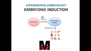 EMBRYONIC INDUCTION [upl. by Akihsal]