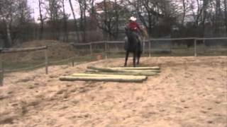 Missouri Foxtrotter stallion  training March 2013 [upl. by Inol348]