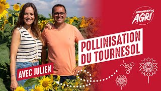 Une journée pour comprendre la pollinisation du tournesol  Limagrain [upl. by Ardnasirhc718]