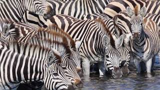 The Zebra Migration [upl. by Faires]