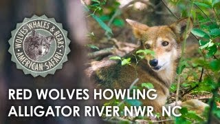 Red Wolf Howling Tour at the Alligator River NC [upl. by Cirded884]